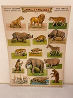 Antieke Dierentuin Plaat, 1890, Nieuw!, Antiek en Kunst, Ophalen of Verzenden, Natuur en Biologie