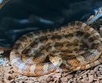 Rattenslang inclusief compleet ingericht terrarium, Dieren en Toebehoren, Reptielen en Amfibieën | Toebehoren, Ophalen, Zo goed als nieuw