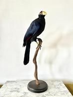 Prachtig opgezette Toerako - taxidermie vogel, Verzamelen, Dierenverzamelingen, Nieuw, Opgezet dier, Vogel, Ophalen of Verzenden