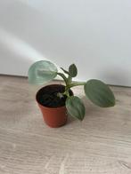 Philodendron hastatum silver sword, Ophalen of Verzenden, Overige soorten, Minder dan 100 cm
