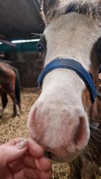 Mooi New forest hengstveulen, Hengst, B pony (1.17m tot 1.27m), Gechipt, 0 tot 2 jaar