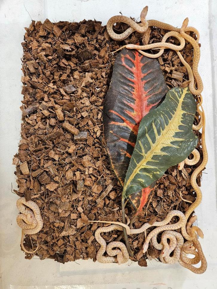 Thamnophis marcianus Geruite kousebandslang