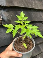 Verschillende tomaten plantjes BIOLOGISCH, Ophalen, Volle zon, Groenteplanten, Eenjarig