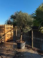 Olijfbomen aanbieding mooie maat  mooi gelijk super prijs, Tuin en Terras, Volle zon, Ophalen of Verzenden, 100 tot 250 cm, Olijfboom