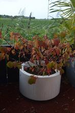 Witte hortensia in witte ronde kunststof plantenbak Ø 60 cm, Tuin en Terras, Planten | Tuinplanten, Vaste plant, Halfschaduw, Lente