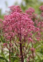 12x eupatorium mac. atropurpureum P9, Ophalen, Overige soorten, Volle zon