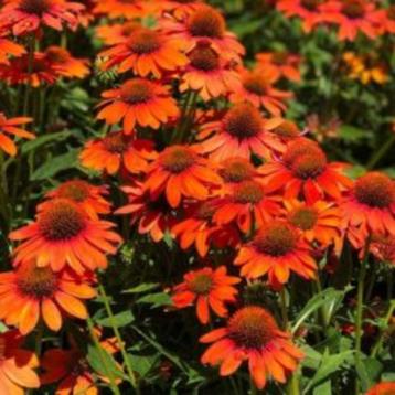 echinacea purpurea lakota oranje zonnehoed, vaste sierplant beschikbaar voor biedingen