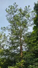 Mammoetboom, Sequoia, Tuin en Terras, Planten | Bomen, Bloeit niet, Overige soorten, 400 cm of meer, Ophalen