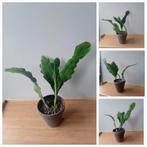 Bladcactus zonder stekels 35cm hangplant die nog moet hangen, Ophalen, Vetplant, Halfschaduw, In pot