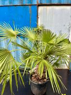 Chamaerops palm 180 cm