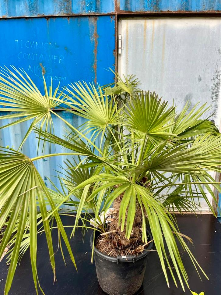 Chamaerops palm 180 cm, Tuin en Terras, Planten | Bomen, Palmboom, 100 tot 250 cm, Volle zon, Zomer, In pot, Ophalen