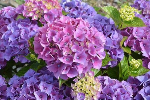 Boerenhortensia - Hydrangea macrophylla - Hortensia, Tuin en Terras, Planten | Tuinplanten, Vaste plant, Overige soorten, Halfschaduw