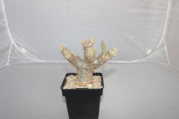 Pachypodium saundersii, Huis en Inrichting, Kamerplanten, Vetplant, Minder dan 100 cm, Groene kamerplant, Volle zon, Ophalen of Verzenden