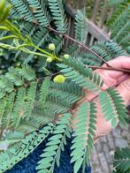 Witte Mimosa Boom - Prachtige aanwinst!, Tuin en Terras, Volle zon, Vaste plant, Zomer, Ophalen