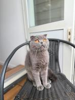 ‼️‼️KATER VERMIST IN ROTTERDAM KRALINGEN‼️‼️, Dieren en Toebehoren, Katten en Kittens | Raskatten | Korthaar