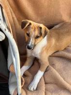 ZOEKT U EEN LIEF VRIEDENLIJK MAATJE? DAN WACHT RON OP U, Reu, 1 tot 2 jaar, Buitenland, Parvo