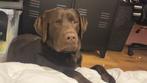 Labrador dekreu, Particulier, 1 tot 2 jaar, Reu, Nederland