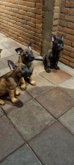 Prachtige Hollandse x Mechelse herder pups te koop, Dieren en Toebehoren, Honden | Herdershonden en Veedrijvers, 8 tot 15 weken