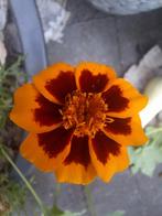 Afrikaantjes zaden (Tagetes) - Oogst 2025, Ophalen of Verzenden, Gehele jaar, Volle zon, Zaad