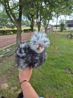 Usa zijdehoen haantjes, Mannelijk, Kip
