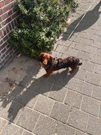 Lang harige teckel, Dieren en Toebehoren, Honden | Teckels en Dashonden, Standaard, 15 weken tot 1 jaar, Reu, CDV (hondenziekte)