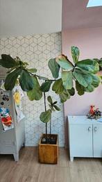 Ficus lyrata, vioolplant. Groot! Zonder pot, Huis en Inrichting, Groene kamerplant, Ophalen, Ficus, 150 tot 200 cm