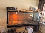Boa constrictor met groot terrarium, Ophalen of Verzenden, Zo goed als nieuw, Terrarium of Paludarium