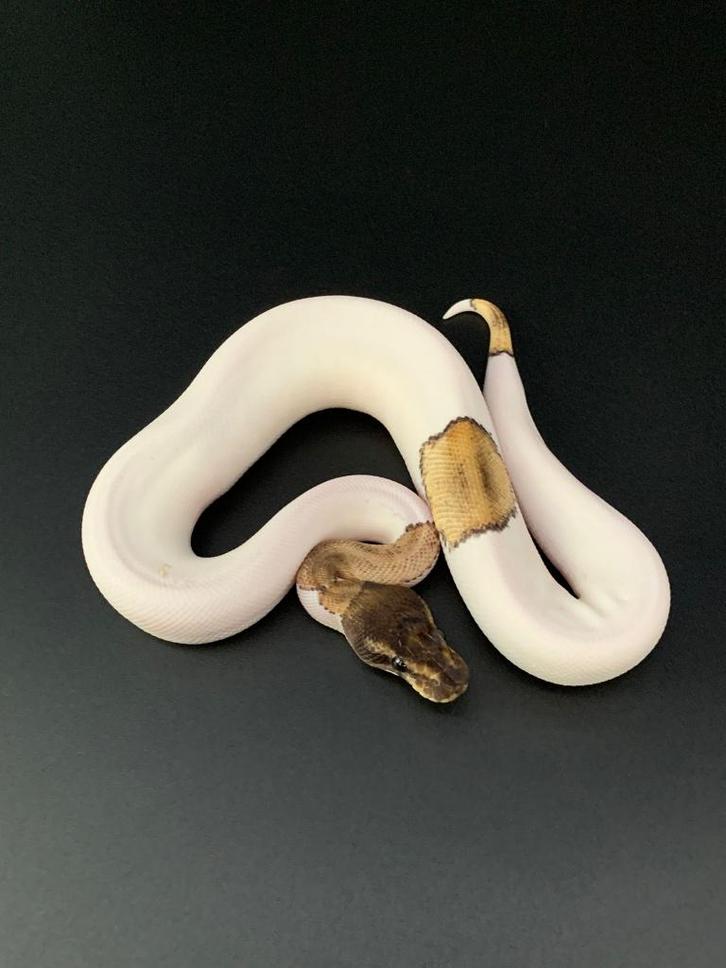 1.0 Mojave piebald 66% het DG python regius