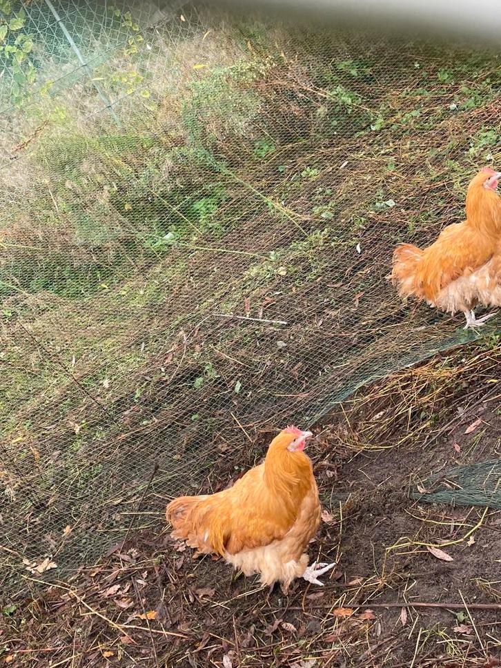 Poule de Bresse hanen en hennen , / Orpington Buff, Dieren en Toebehoren, Pluimvee, Kip, Meerdere dieren