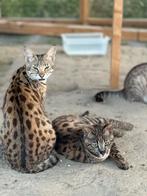 Knappe Savannah broers f2, Kater, Gechipt, 0 tot 2 jaar