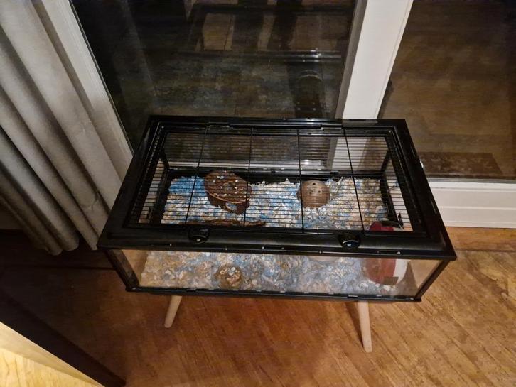 Knaagdierkooi hamster, Dieren en Toebehoren, Knaagdieren en Konijnen | Hokken en Kooien, Zo goed als nieuw, Kooi, Minder dan 60 cm