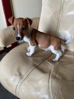 Jack russell pups, Dieren en Toebehoren, Honden | Jack Russells en Terriërs, Jack Russell Terriër, CDV (hondenziekte), 8 tot 15 weken