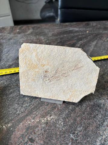 Diplomystus dentatus fossiel - Green River Formation beschikbaar voor biedingen