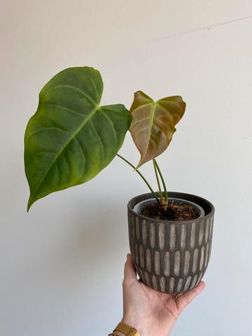 Anthurium Veitchii x Crystallinum beschikbaar voor biedingen