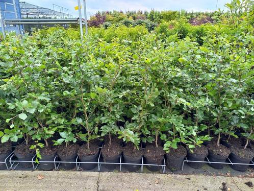 Beukenhaag planten Fagus sylvatica, Tuin en Terras, Planten | Struiken en Hagen, Haag, Beukenhaag, 100 tot 250 cm, Ophalen
