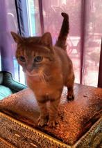 Europese korthaar poes, Dieren en Toebehoren, Poes, Gechipt
