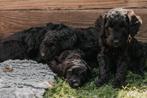 Labradoodle pups  Australien Labradoodle, Dieren en Toebehoren, Rabiës (hondsdolheid), Overige rassen, 8 tot 15 weken, Meerdere