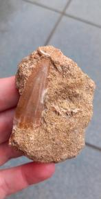 Mosasaurus tand in origineel matrix dinosaurus fossielen, Verzamelen, Ophalen of Verzenden, Fossiel