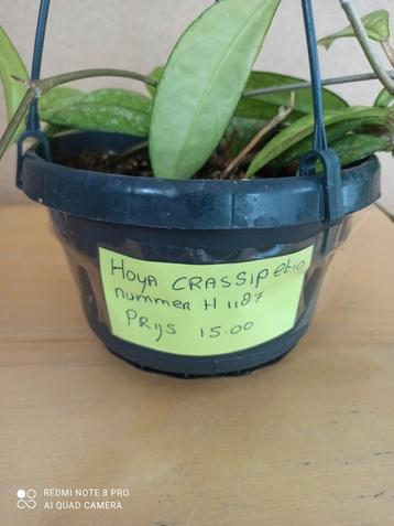 hoya crassipetiilata pm 12 nummer H1187 beschikbaar voor biedingen