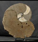 Nautilus Fossiel - Prachtig Doorgesneden Exemplaar, Ophalen of Verzenden, Fossiel