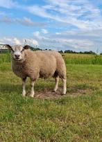Vlees compleet lam of half mogelijk lamsvlees bbq greenegg, Dieren en Toebehoren, Schapen, Geiten en Varkens, Meerdere dieren