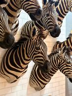 Opgezette zebra taxidermy, Verzamelen, Dierenverzamelingen, Ophalen, Wild dier, Opgezet dier