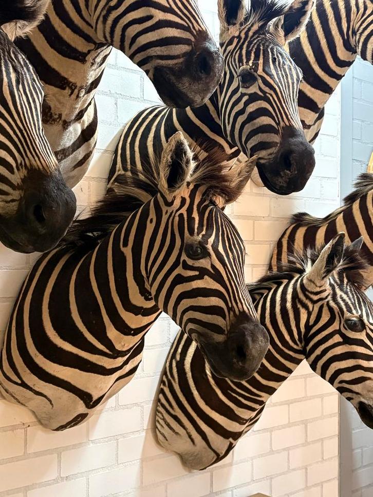 Opgezette zebra taxidermy, Verzamelen, Dierenverzamelingen, Opgezet dier, Wild dier, Ophalen