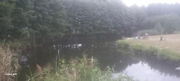 Koi's en vissen beschikbaar voor biedingen