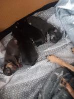 raszuivere chihuahua pups, Dieren en Toebehoren, Rabiës (hondsdolheid), Overige rassen, 8 tot 15 weken, Meerdere