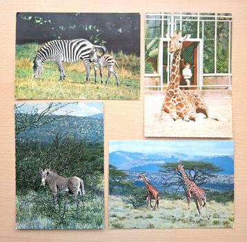Ansichtaarten giraffen en zebra's beschikbaar voor biedingen