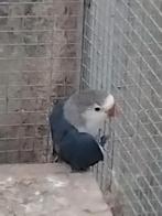 Agapornis fischeri om tam te maken, net uitgevlogen, Geslacht onbekend, Dwergpapegaai of Agapornis, Tam