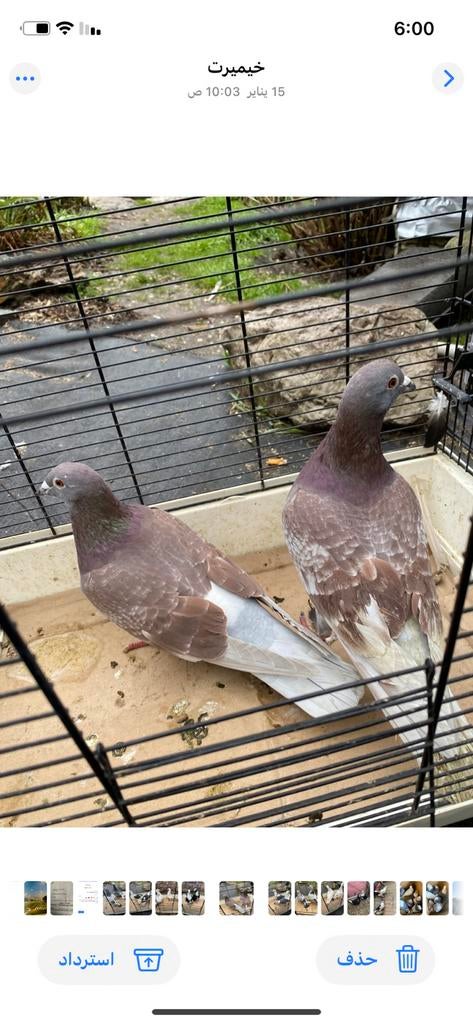 Duiven, Meerdere dieren, Overige soorten