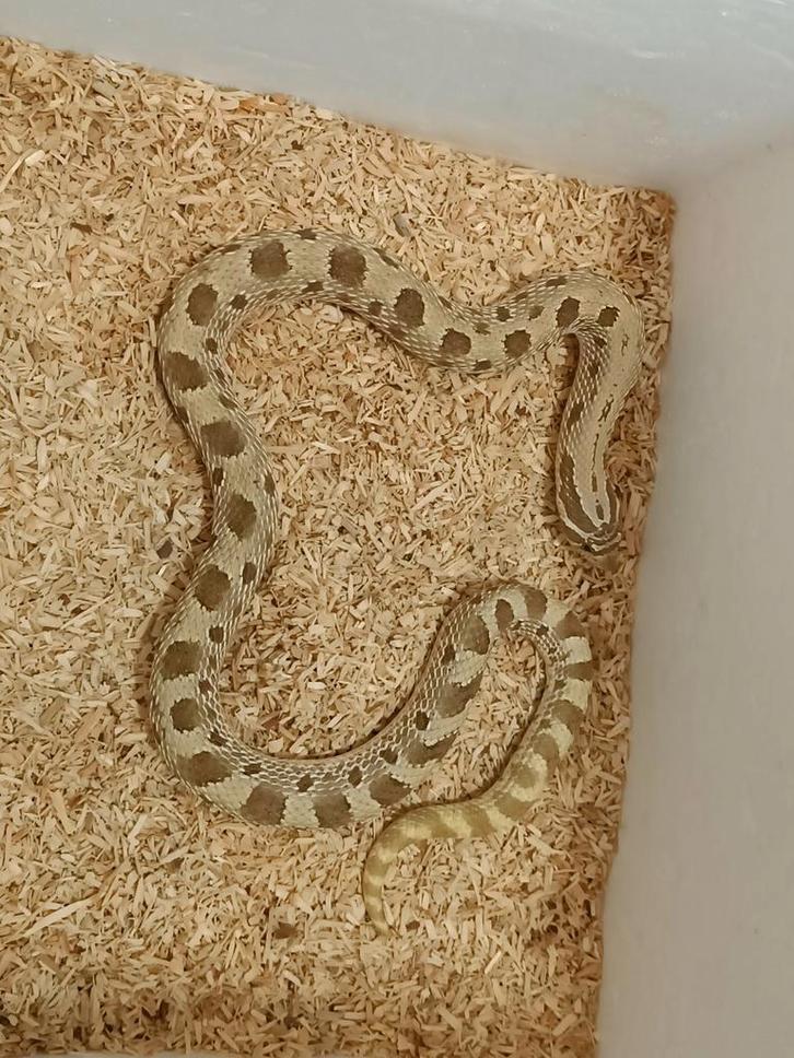 Koppeltje haakneuzen - Heterodon nasicus