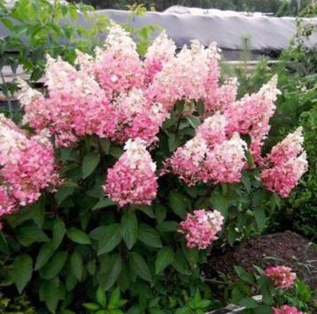 Pluimhortensia Pinky Winky beschikbaar voor biedingen